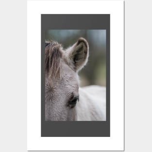 Konik horse portrait Posters and Art